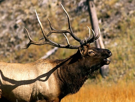 bull elk bugling